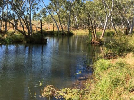 healthcarescenter | Wild Dog Creek: Creek and Wildlife Spotting