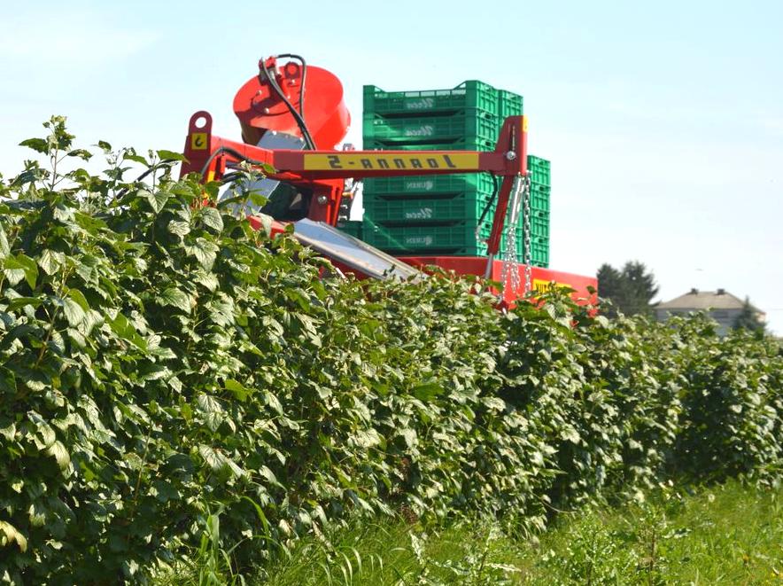 Experience Berry Picking and Farm Visits at Johanna Blueberries Farm