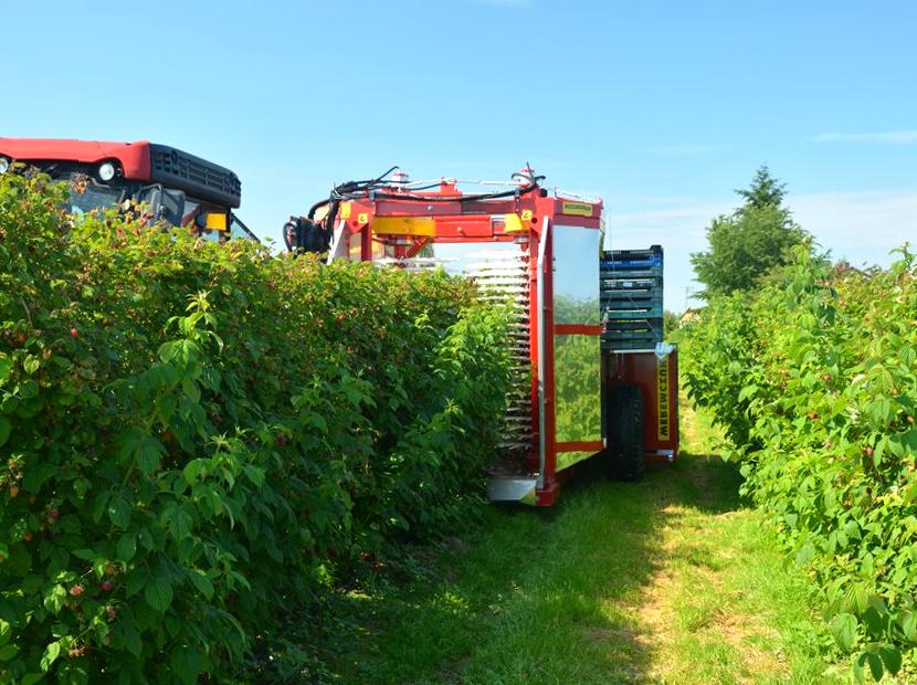 Discover the Joy of Berry Picking at Johanna Blueberries Farm