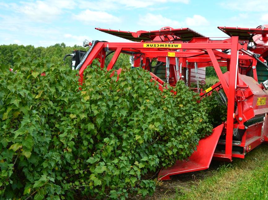 A Visit to Johanna Blueberries Farm: Berry Picking Adventures