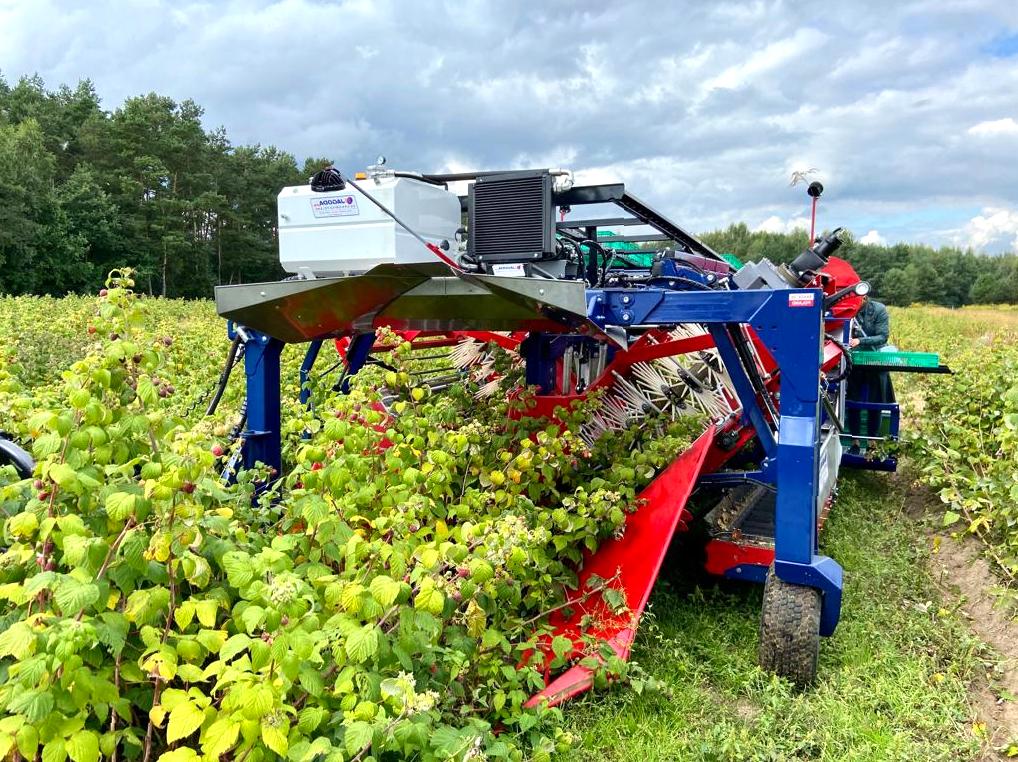 Enjoy Fruit Picking and Farm Tours at Johanna Blueberries Farm