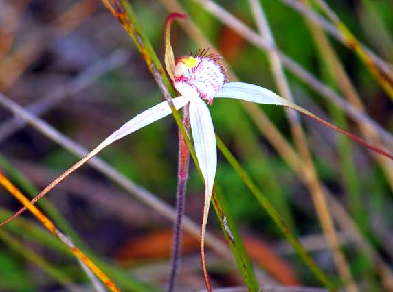 Search for Indigenous Orchids in the Woodland: Park Exploration.