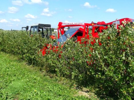 healthcarescenter | Johanna Blueberries Farm: Berry Picking and Farm Visit